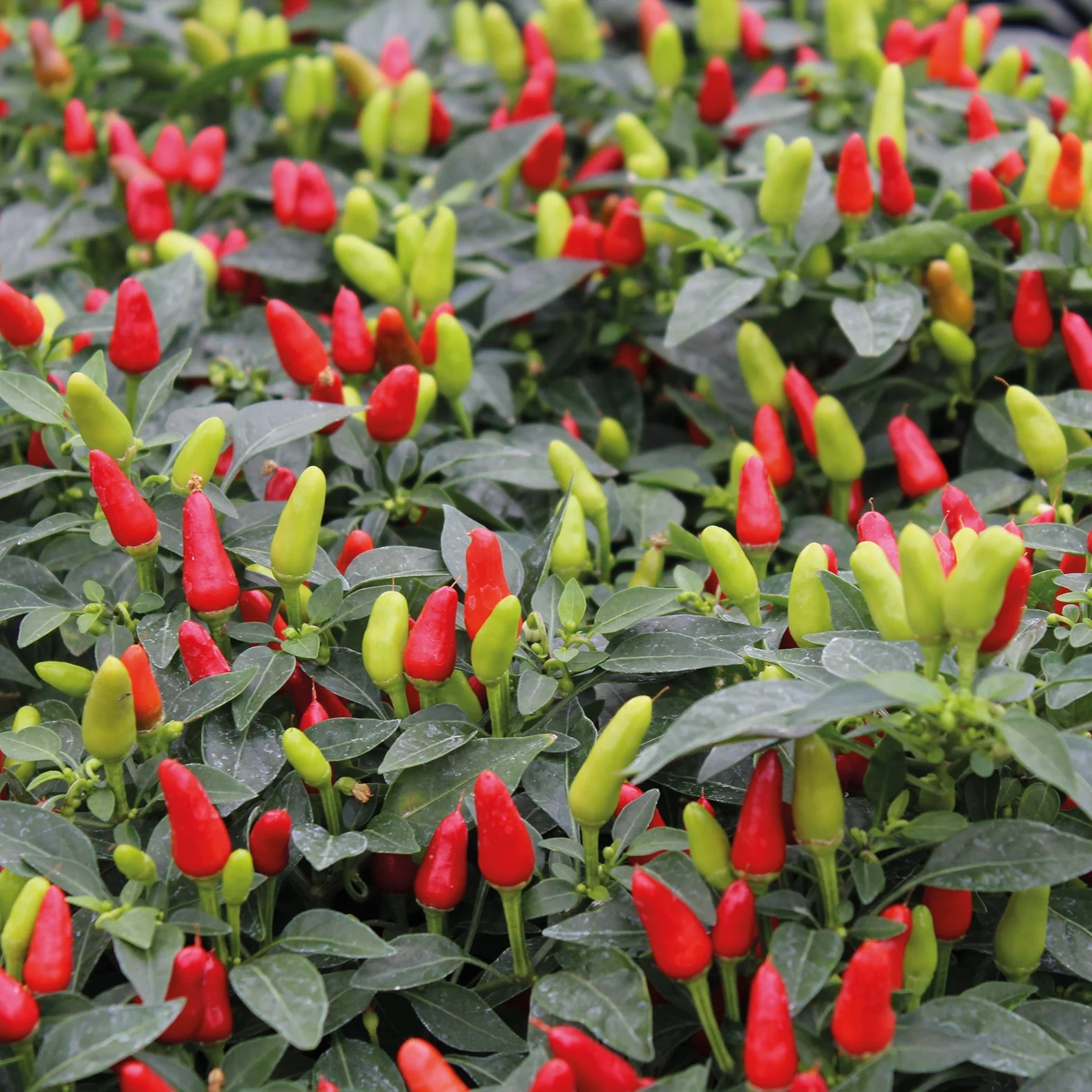 Pepper (Hot) Fields of Fire Seeds - Image 3