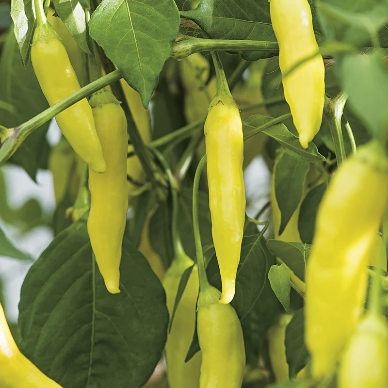 Pepper (Hot) Havana Gold - Image 3