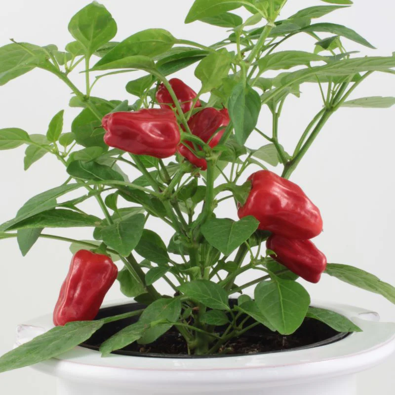 Pepper (Hot) Hot Pot Seeds - Image 3