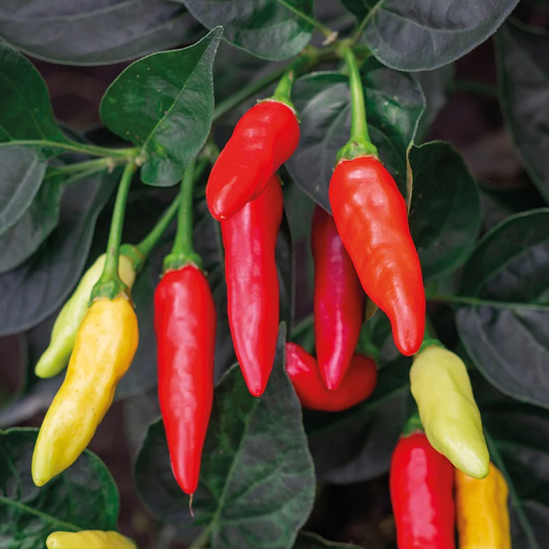 Pepper (Hot) Tabasco Vegetable Seeds - Image 3