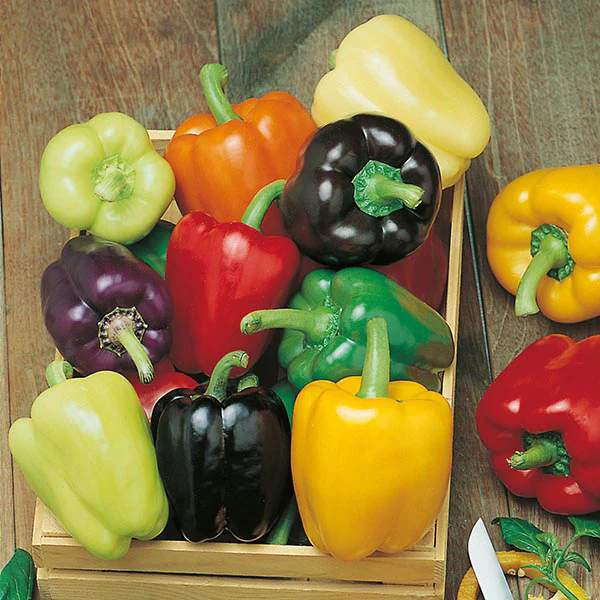 Pepper (Sweet) Colour Spectrum - Image 3