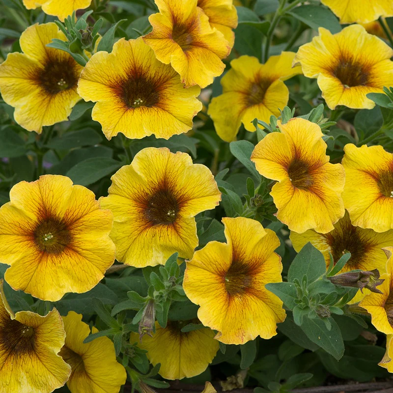Petchoa Beautical Caramel Yellow Flower Plants