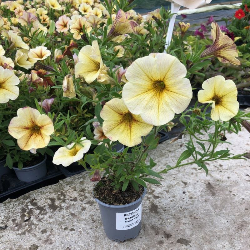 Petchoa Beautical French Vanilla Flower Plants - Image 2