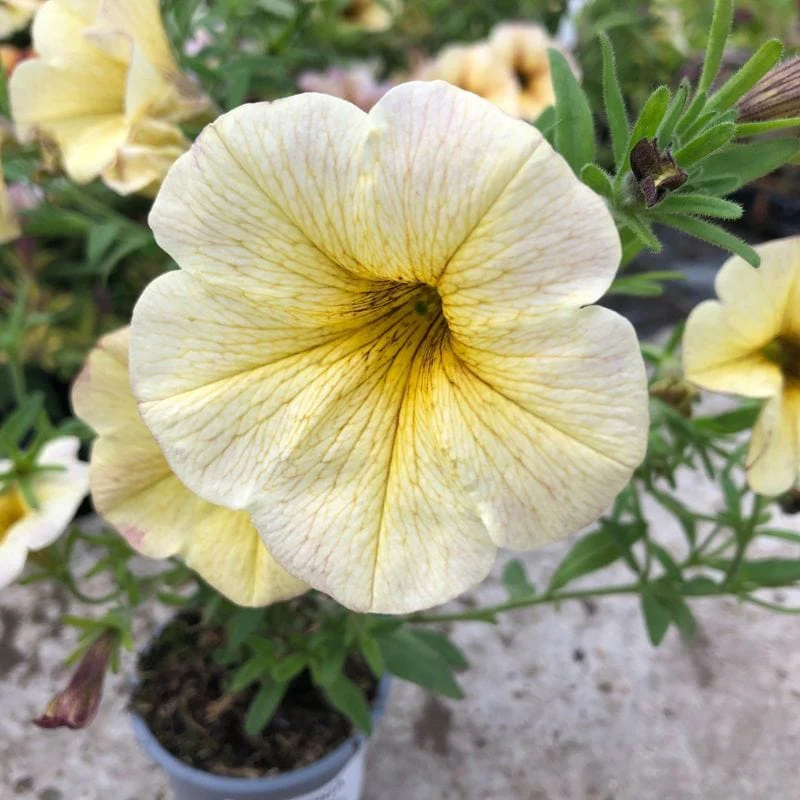 Petchoa Beautical French Vanilla Flower Plants - Image 3