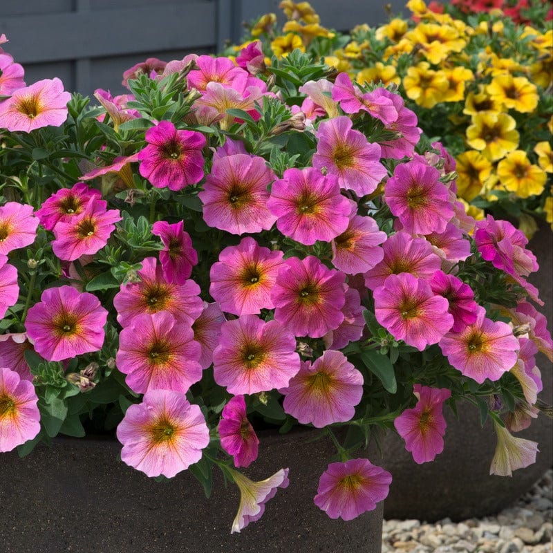 Petchoa Beautical Sunray Pink Young Plants