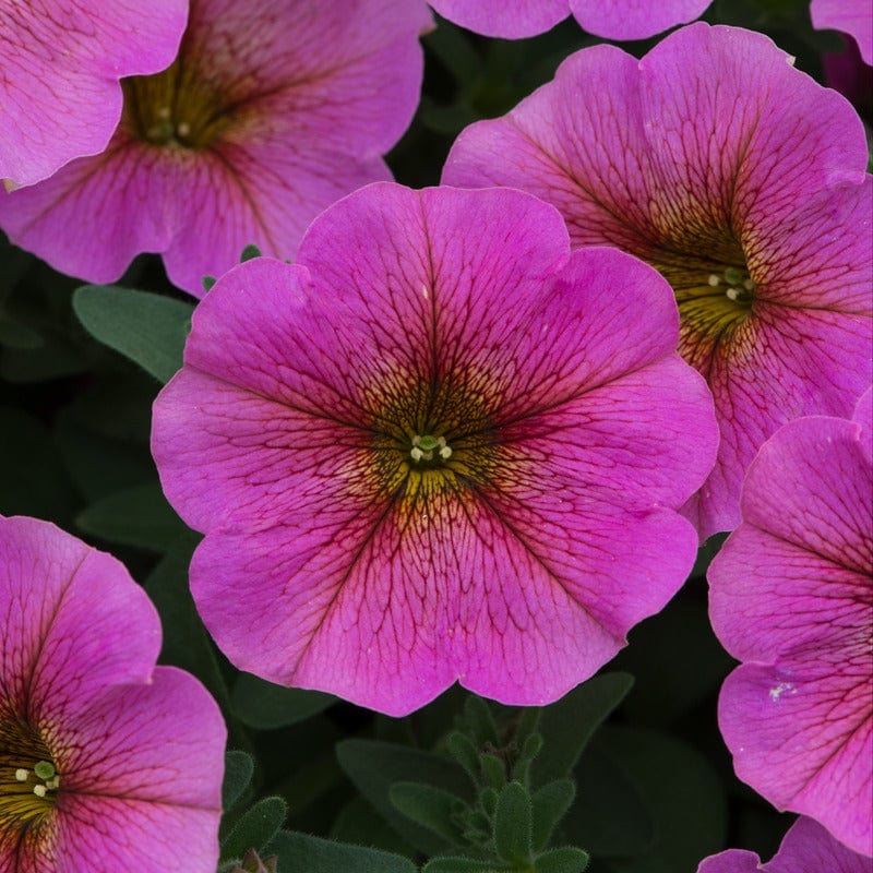 Petchoa Beautical Sunray Pink Young Plants - Image 3