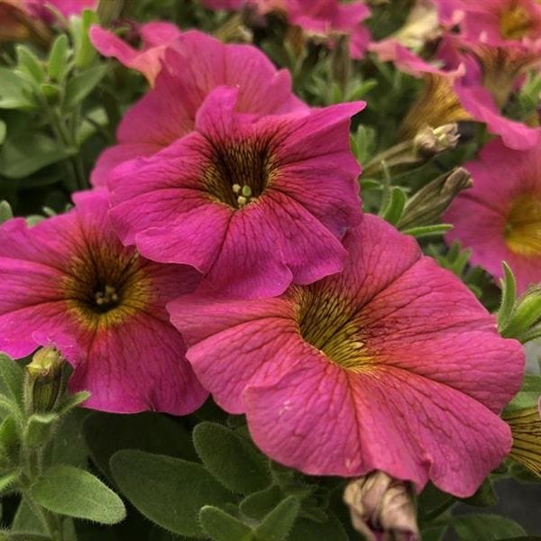 Petchoa Beautical Sunray Pink Young Plants - Image 4