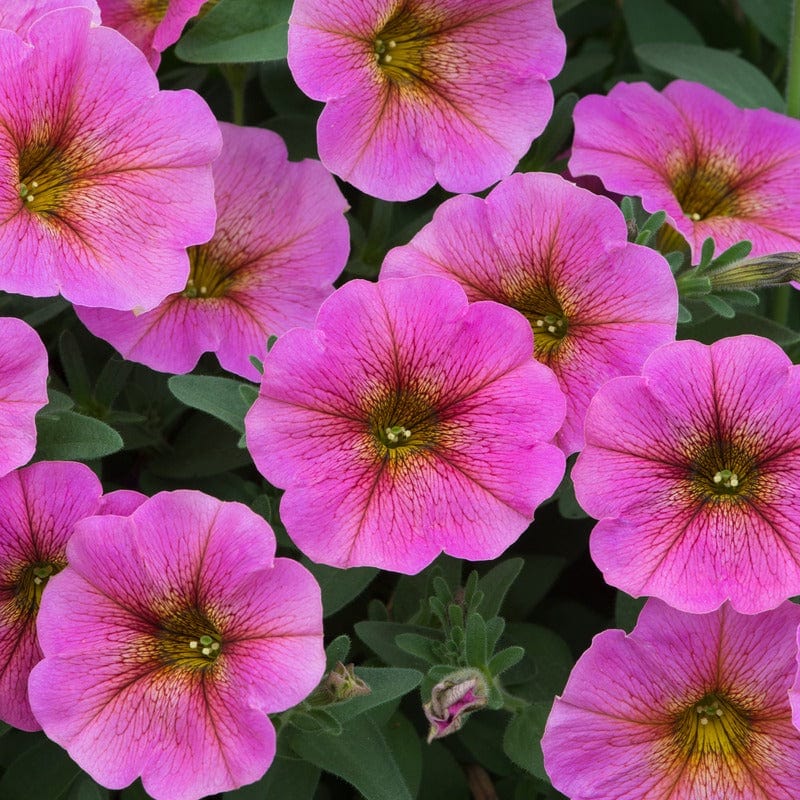 Petchoa Beautical Collection - Image 2