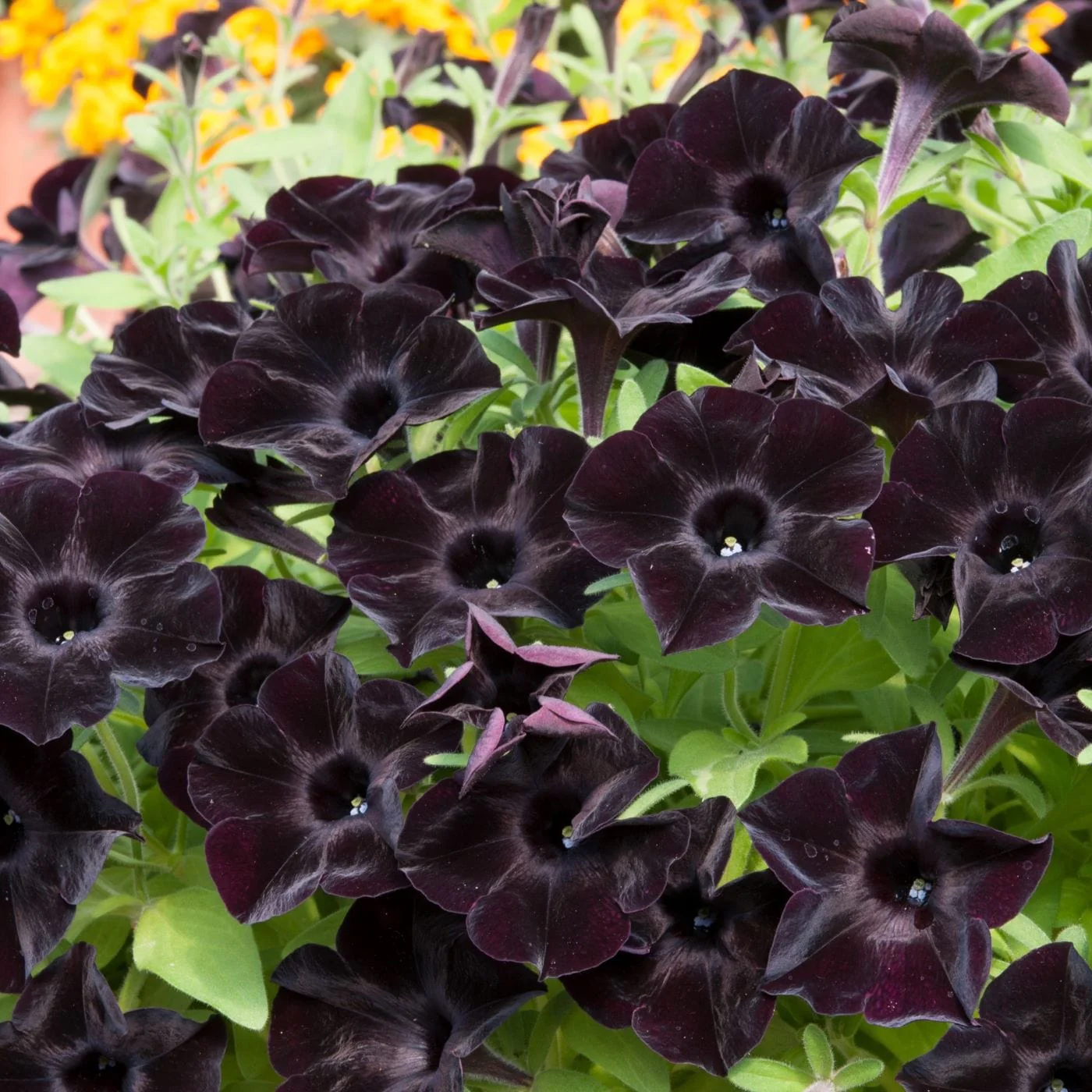 Petunia Black Velvet Plants