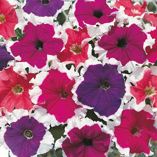 Petunia Frost Mixed F1 Seeds - Image 3