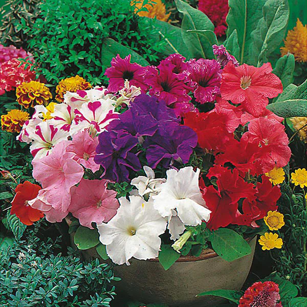 Petunia Mr F's Grandiflora Mixed F1 Seeds - Image 3