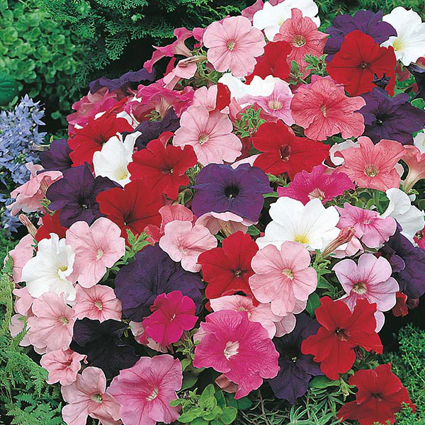 Petunia Mr F's Multiflora Mixed F1 Seeds - Image 3