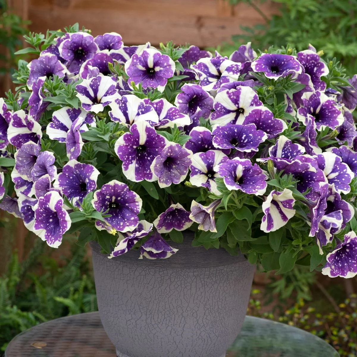 Petunia Sparkling Sky Flower Plants Collection - Image 2