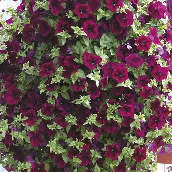 Petunia Surfinia Collection - Image 4