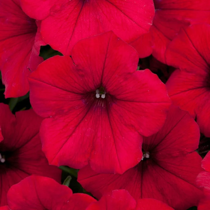 Petunia Surfinia Collection - Image 2