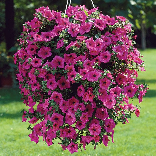 Petunia Surfinia Collection - Image 3