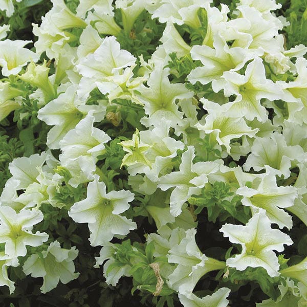 Petunia Surfinia Collection - Image 5
