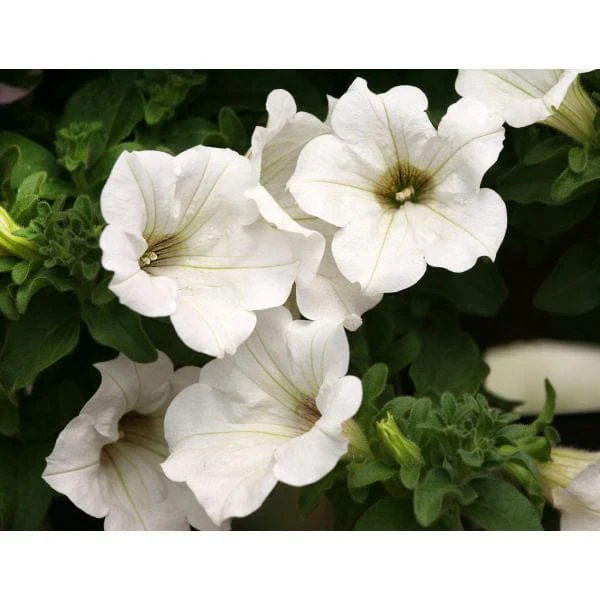 Petunia Surfinia Collection - Image 6