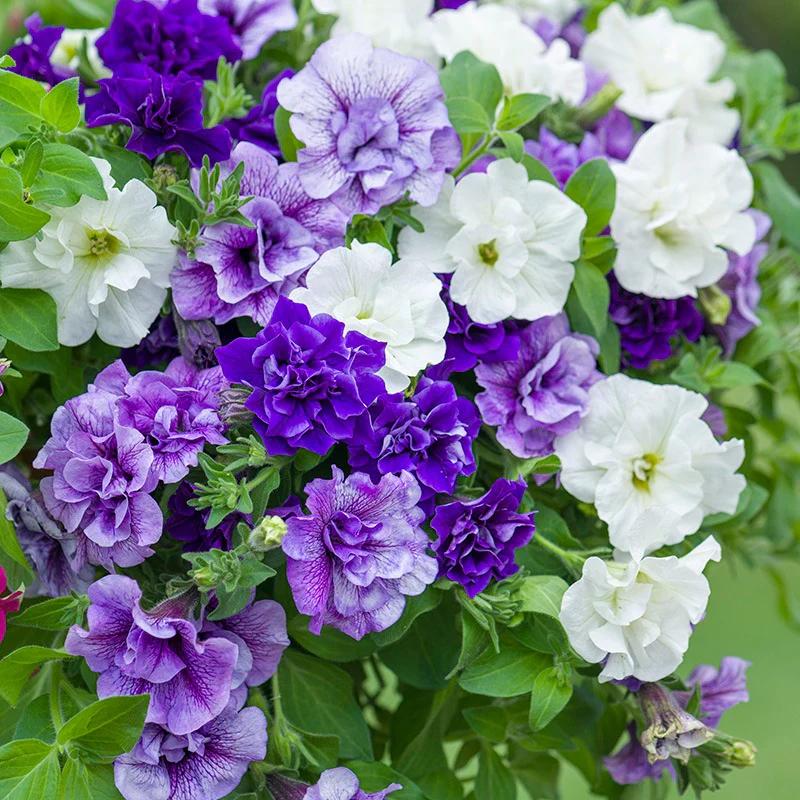 Petunia Tumbelina Diana (White) - Image 2
