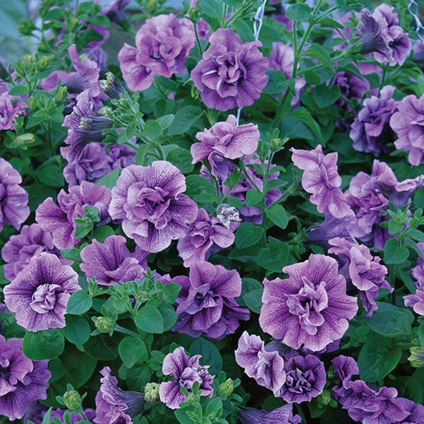 Petunia Tumbelina Priscilla Lilac Blue Flower Plants