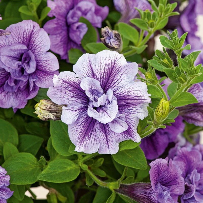 Petunia Tumbelina Priscilla Lilac Blue Flower Plants - Image 2