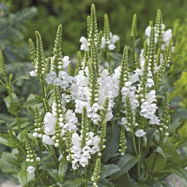 Physostegia Crystal Peak White Flower Plants
