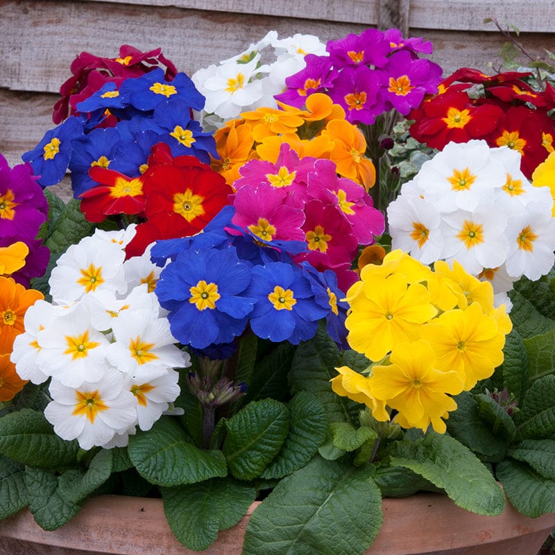 Polyanthus Crescendo Mixed F1 Flower Plants - Image 4