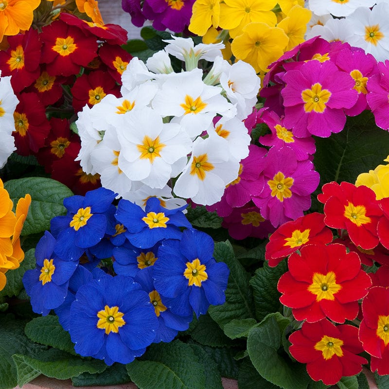 Polyanthus Crescendo Mixed F1 Flower Plants - Image 5