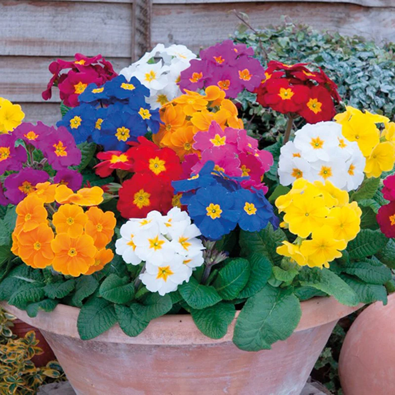 Polyanthus Crescendo Mixed F1 Flower Plants - Image 8