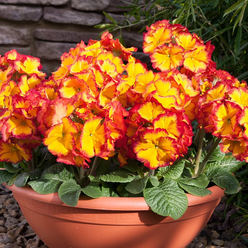 Polyanthus Showstopper Fire Dragon F1 Plants - Image 3