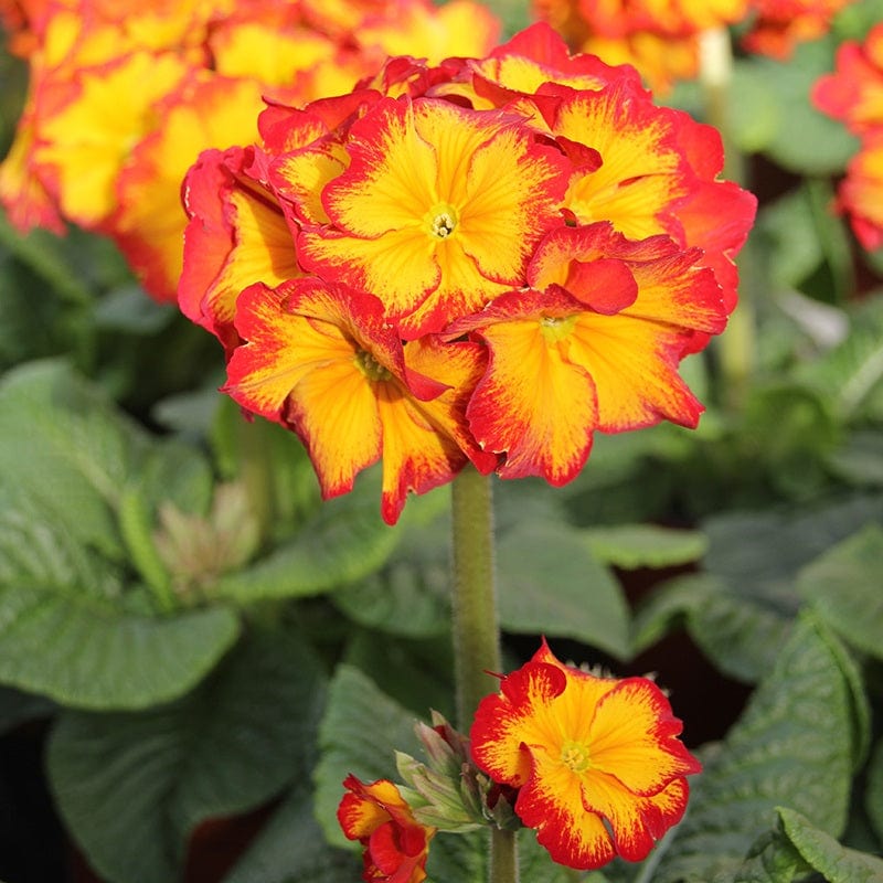 Polyanthus Showstopper Fire Dragon F1 Plants - Image 6