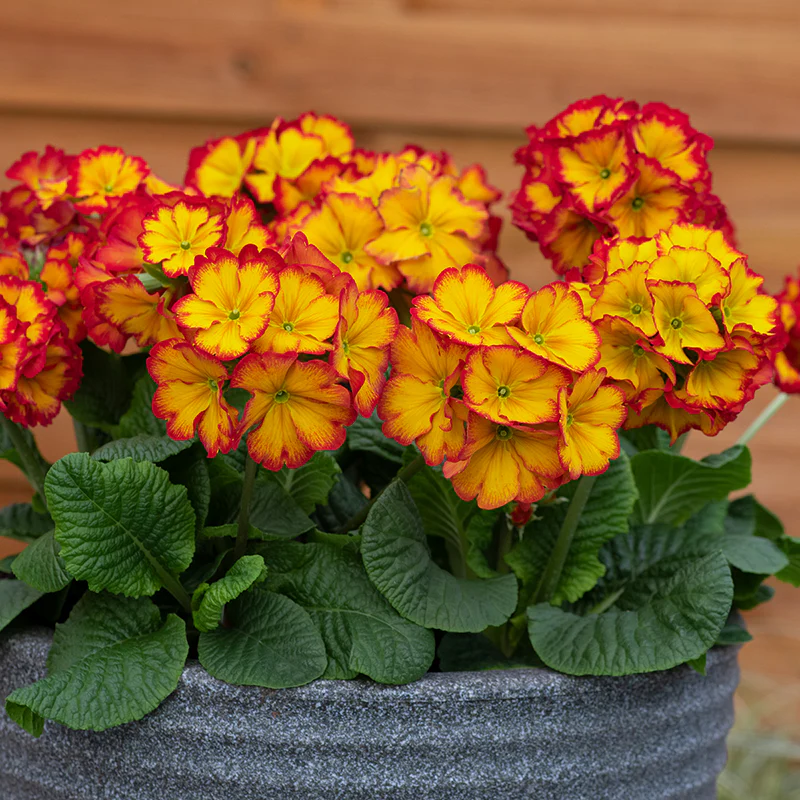 Polyanthus Showstopper Fire Dragon F1 Plants - Image 7