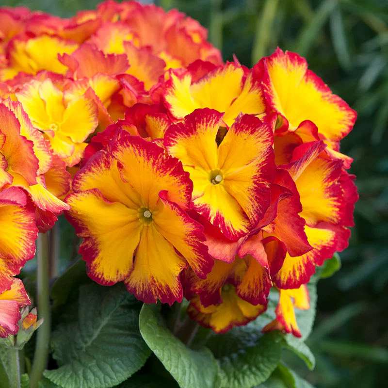 Polyanthus Showstopper Fire Dragon F1 Plants - Image 8