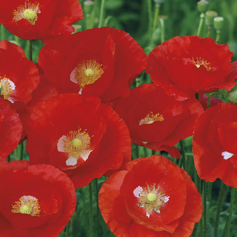 Poppy American Legion Seeds - Image 3