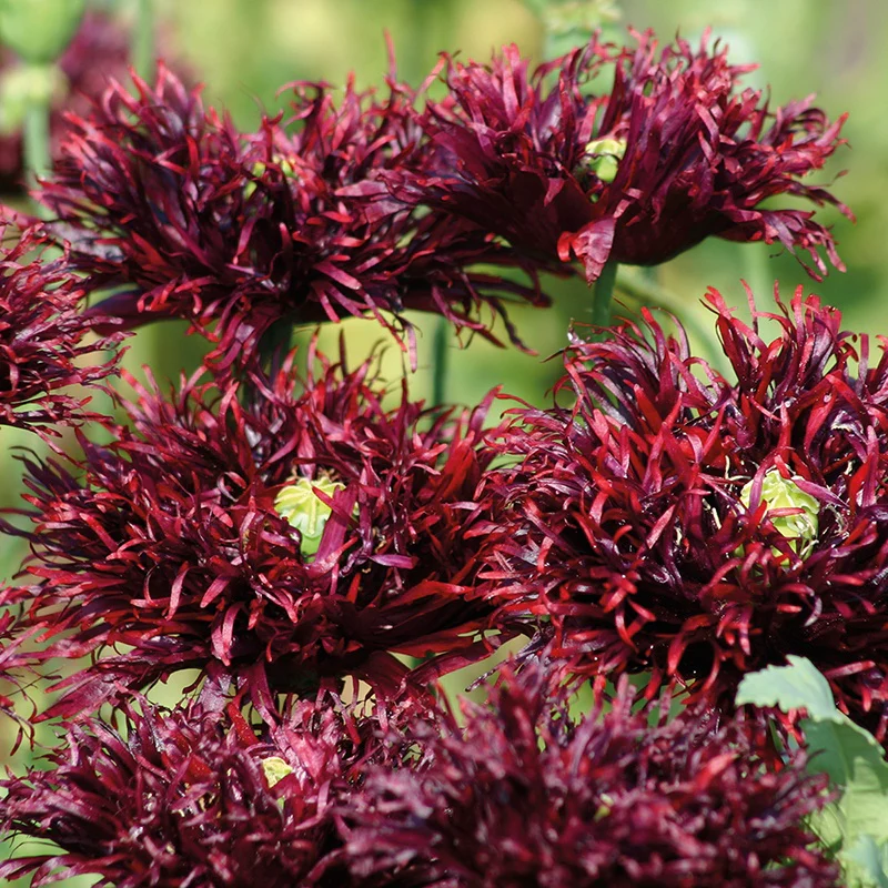 Poppy Black Swan Flower Seeds - Image 3