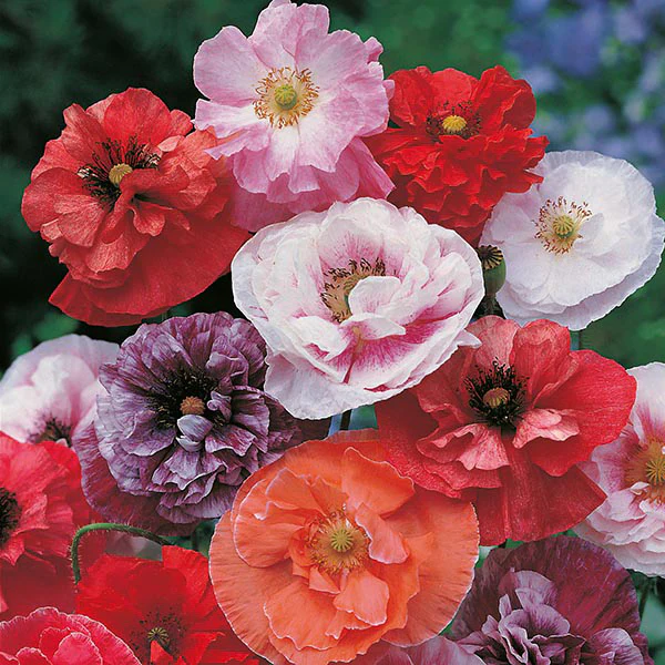 Poppy Dawn Chorus Seeds - Image 3