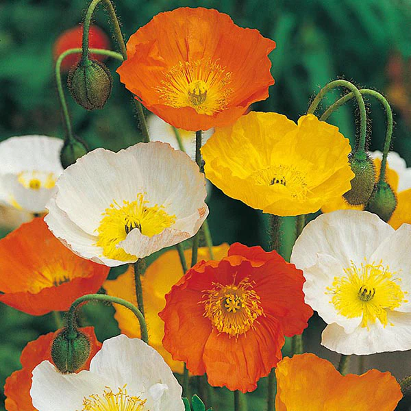 Poppy Iceland Mixed Seeds - Image 3