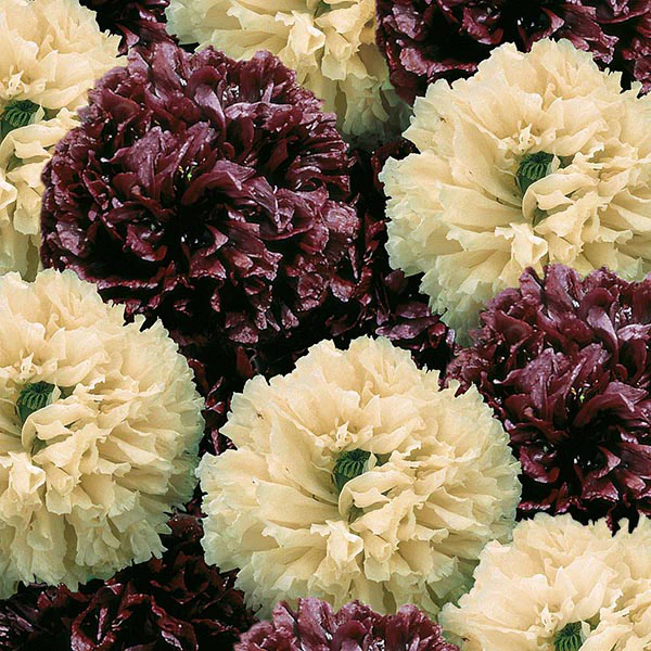 Poppy Irish Velvet Seeds - Image 3