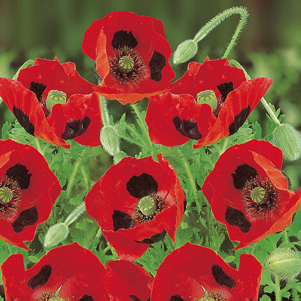 Poppy Ladybird Seeds - Image 3