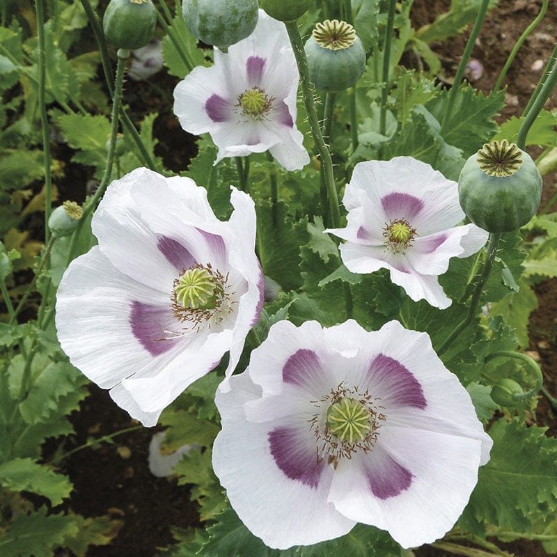 Poppy Maanzaad (bread seed) Seeds - Image 3