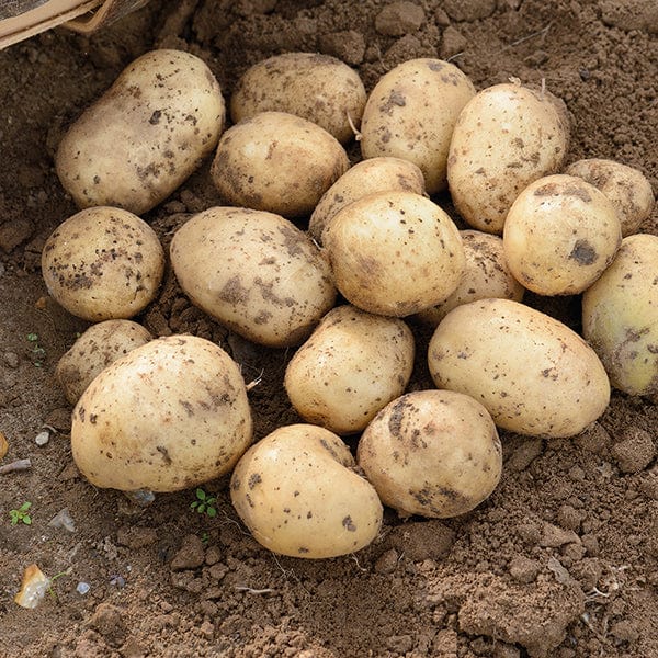 Potato Casablanca (Extra Early Seed Potato)