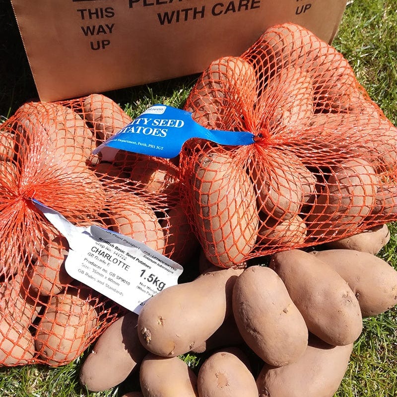 Potato Java (Maincrop Seed Potato) - Image 2