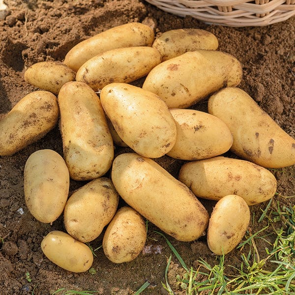 Potato Jazzy (Second Early Seed Potato)