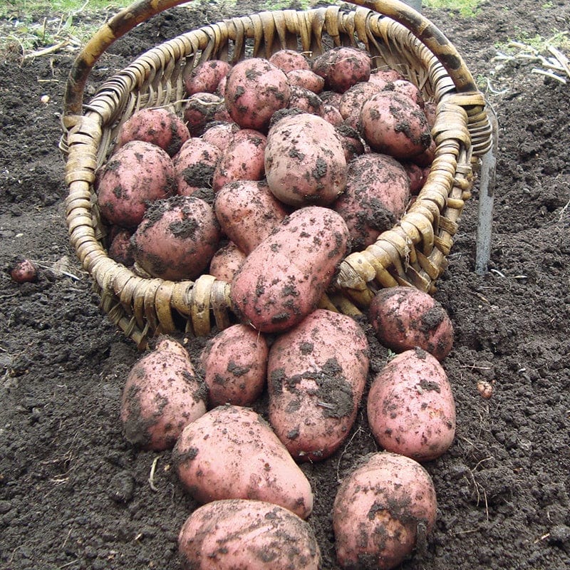 Chef's Culinary Potato Collection - Image 4