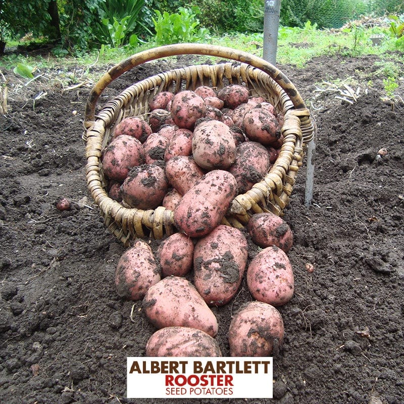 Potato Rooster (Maincrop Albert Bartlett Seed Potato) - Image 2