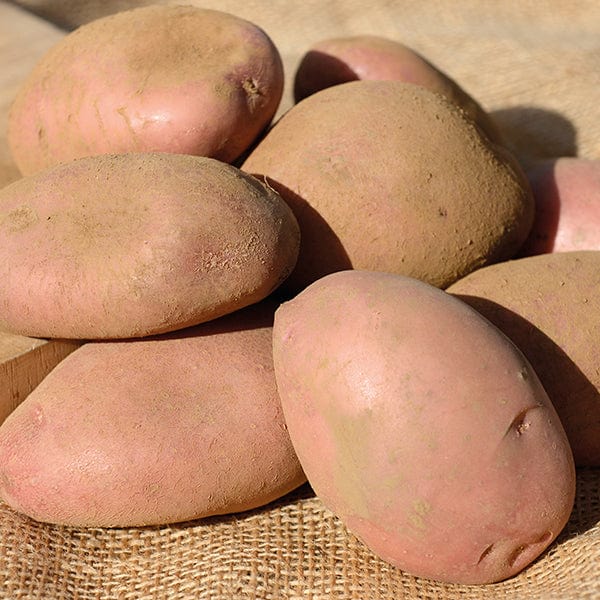 Potato Sarpo Axona (Late Maincrop Seed Potato) - Image 2