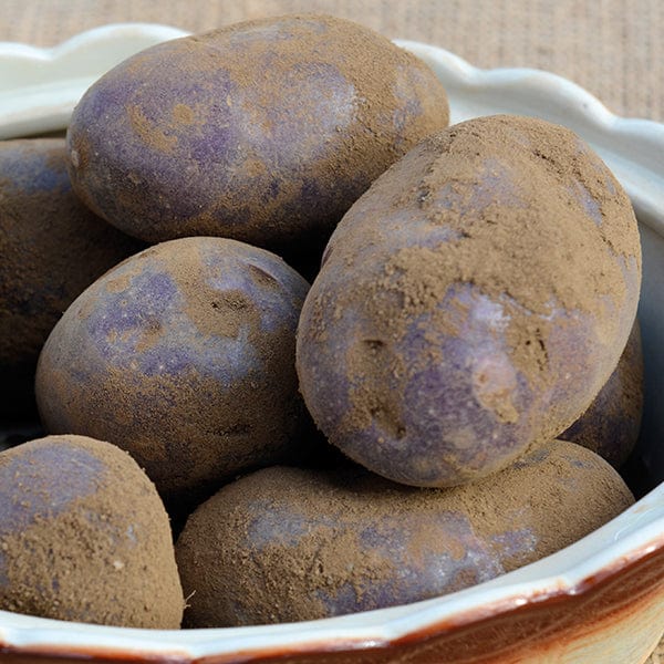 Potato Sarpo Blue Danube (Early Maincrop Seed Potato) - Image 2