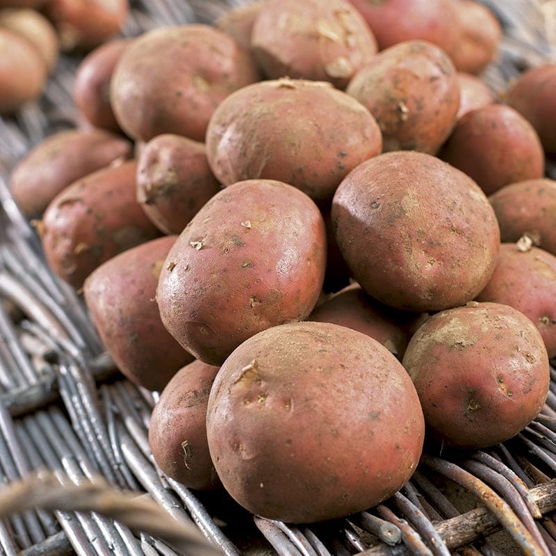 Kitchen Classics Seed Potato Collection - Image 4