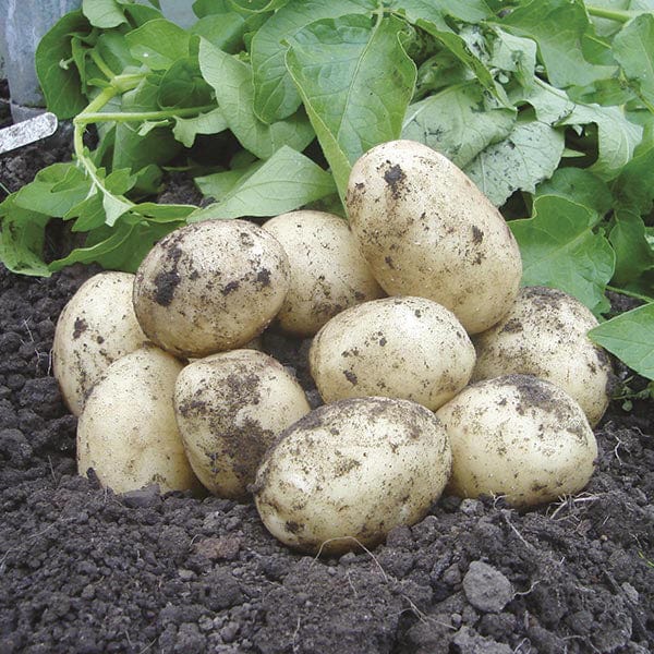 Potato Swift (Extra Early Seed Potato)