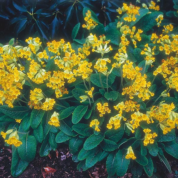 Nature's Helpers Primula Cowslip Seeds - Image 2